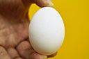 鶏卵のフィプロニル調査
