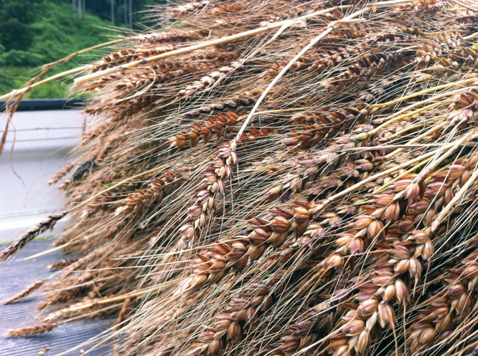 収穫された有機栽培小麦